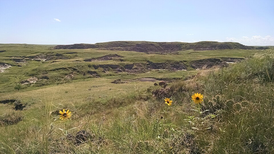 Wildflowers in the foreground below the grass-covered buttes of the Grand River National Grassland